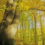 Waldbaden geht auch im Herbst –  Mitten in Deutschland die eigene Mitte finden
