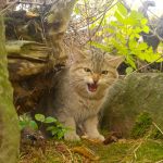 Junger Wildkater zieht ins BUND-Wildkatzendorf Hütscheroda ein