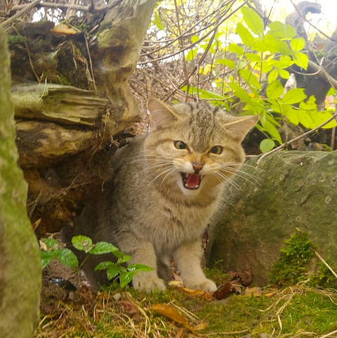 Junger Wildkater zieht ins BUND-Wildkatzendorf Hütscheroda ein